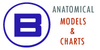 Manufacturers of anatomical models and charts
