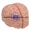 Human Brain Model