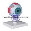 Human Eye Model