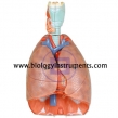 Human Respiratory Models