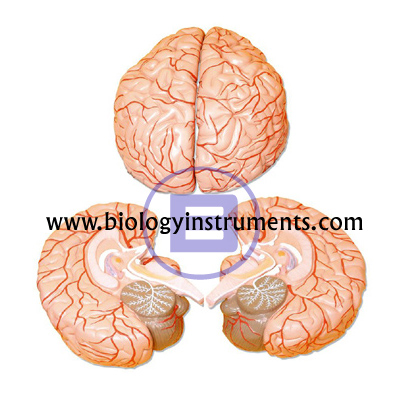 Human Brain with Arteries 2 Parts