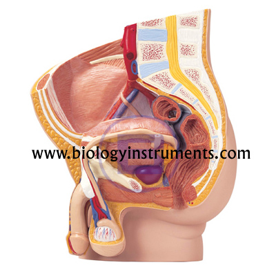 Human Male Pelvis 2 Parts