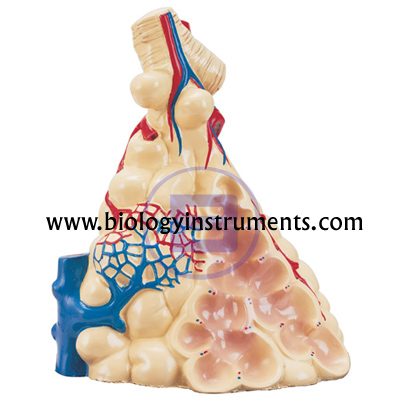 Lobule of the Lung Model