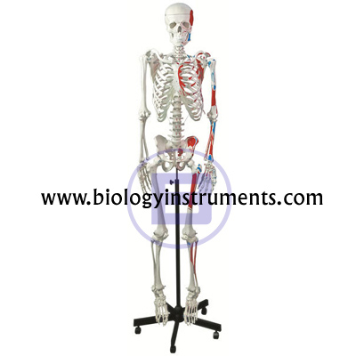 Human Muscular Skeleton
