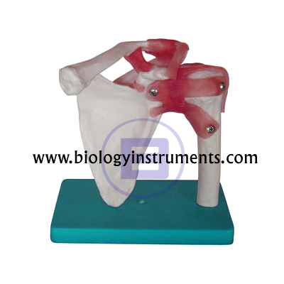 Shoulder Joint