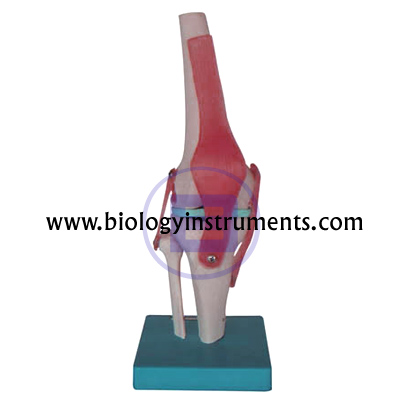 Knee Joint