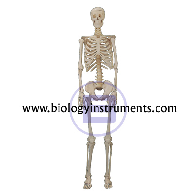 Human Skeleton Small