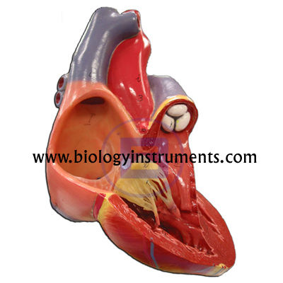 Human Heart Model 2 parts