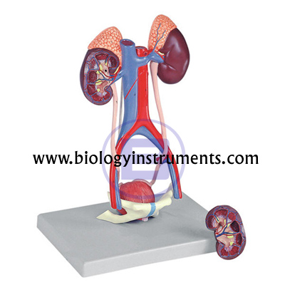 Human Urinary System