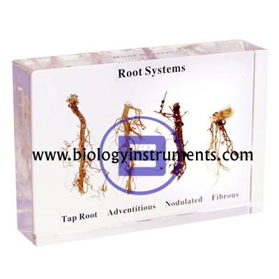 Root Systems