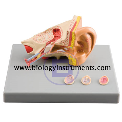 Ear Diseases Model