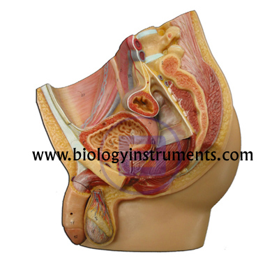 Human Male Pelvis