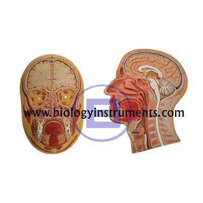 Human Head Median and Frontal Section