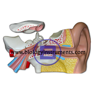 Human Ear 4x