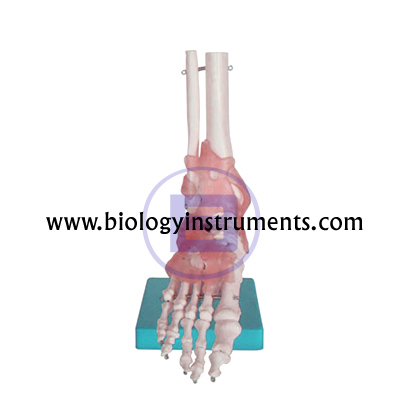 Foot Joint with Ligaments
