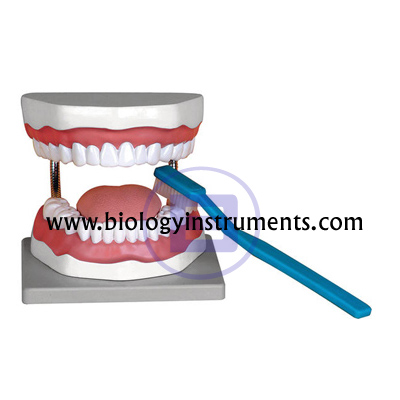 Dental Hygiene Model