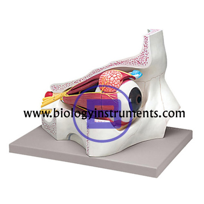 Eye Model - Human Eye Anatomy Model, Human Eye Model Labeled, Human Eye