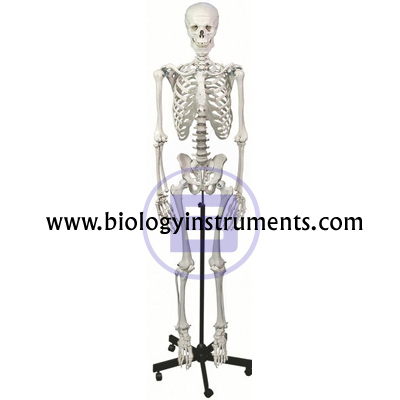 Human Skeleton on Stand