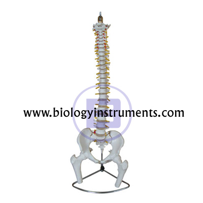 Vertebral Column with Pelvic and Femur Heads