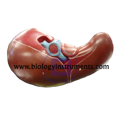 Human Digestive System, High School Biology Lab Equipments