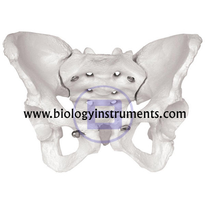 Female Pelvis