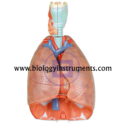 Human Lungs and Heart