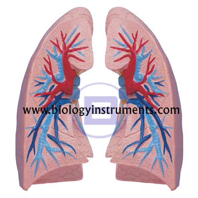 Human Lungs