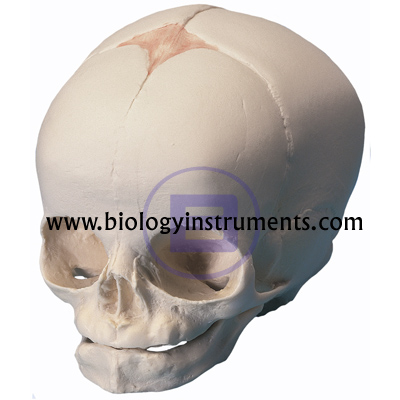 Fetal Skull Model