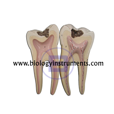 Human Teeth Lower Molar with Root