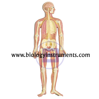 Human Nervous System