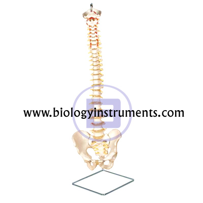 Vertebral Column with Pelvic