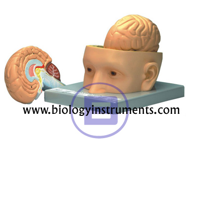 Human Brain 3 Parts with Head