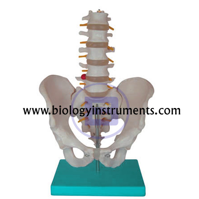 5pcs Lumbar Vertebrae with Pelvis