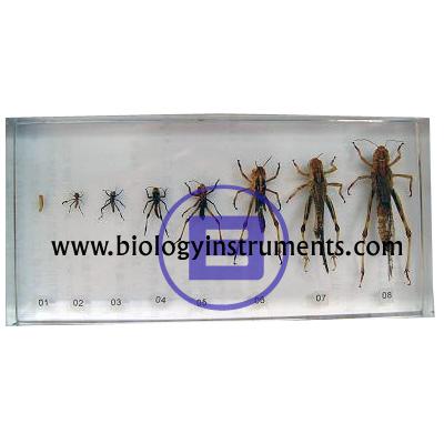 School Biology Instrument Suppliers and Biology Lab Equipments Manufacturers Algeria