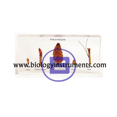 School Biology Instrument Suppliers and Biology Lab Equipments Manufacturers Argentina
