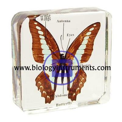 School Biology Instrument Suppliers and Biology Lab Equipments Manufacturers Azerbaijan