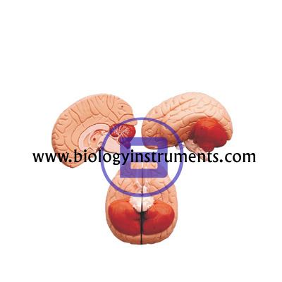 School Biology Instrument Suppliers and Biology Lab Equipments Manufacturers Bangladesh