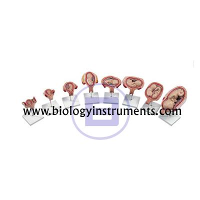 School Biology Instrument Suppliers and Biology Lab Equipments Manufacturers Benin