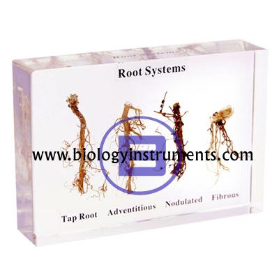 School Biology Instrument Suppliers and Biology Lab Equipments Manufacturers Bolivia