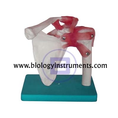 School Biology Instrument Suppliers and Biology Lab Equipments Manufacturers Cameroon