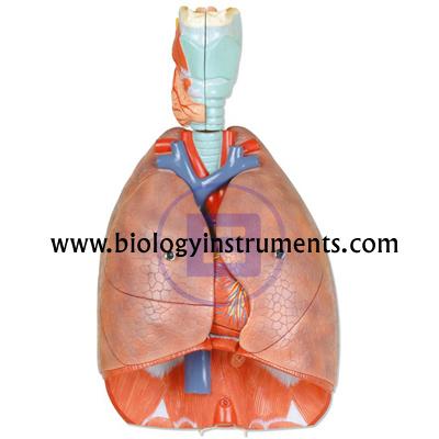 School Biology Instrument Suppliers and Biology Lab Equipments Manufacturers El Salvador