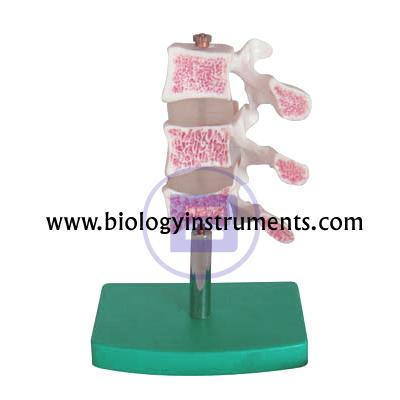 School Biology Instrument Suppliers and Biology Lab Equipments Manufacturers Russia