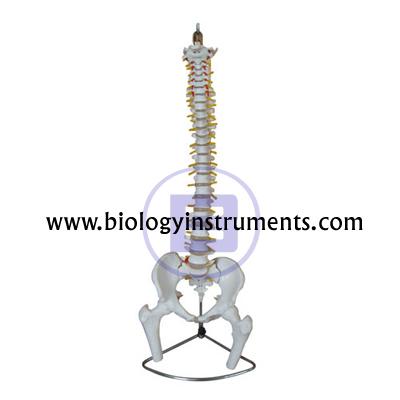School Biology Instrument Suppliers and Biology Lab Equipments Manufacturers Georgia