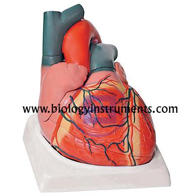 School Biology Instrument Suppliers and Biology Lab Equipments Manufacturers Liechtenstein