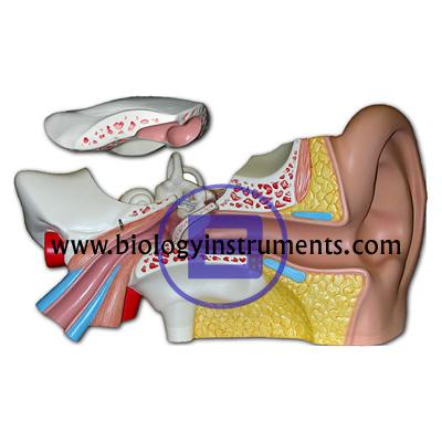 School Biology Instrument Suppliers and Biology Lab Equipments Manufacturers Aruba