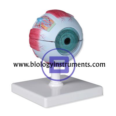 School Biology Instrument Suppliers and Biology Lab Equipments Manufacturers Morocco