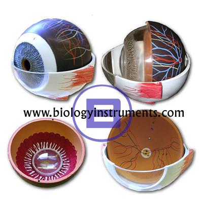School Biology Instrument Suppliers and Biology Lab Equipments Manufacturers Mozambique
