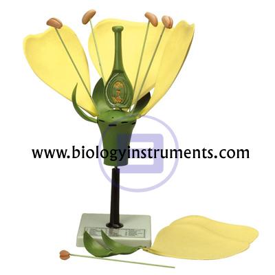 School Biology Instrument Suppliers and Biology Lab Equipments Manufacturers Senegal