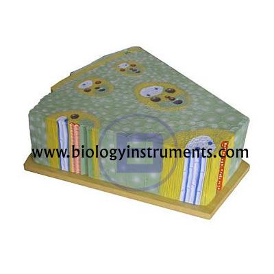 School Biology Instrument Suppliers and Biology Lab Equipments Manufacturers Indonesia