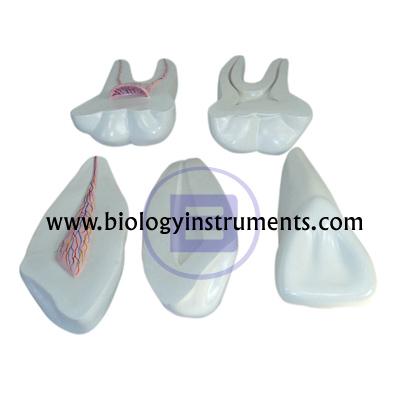 School Biology Instrument Suppliers and Biology Lab Equipments Manufacturers Island